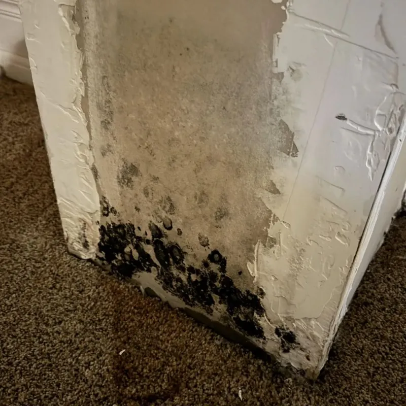 Professional Mold Removal in Yorkville, OH